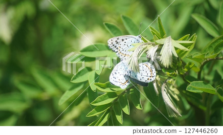 A large copper butterfly resting on Clara 127446260