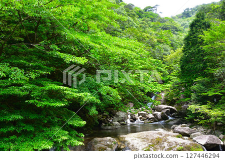 Yakushima Shiratani Unsuikyo Yakushima Shiratani Unsuikyo 127446294