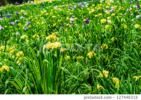 廣島縣福山市已關閉的平池谷菖蒲園的菖蒲 24 127446318