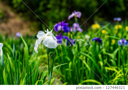 廣島縣福山市已關閉的平池谷菖蒲園的菖蒲 20 127446321