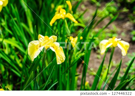 廣島縣福山市已關閉的平池谷菖蒲園中的 19 號菖蒲 廣島縣福山市已關閉的平池谷菖蒲園中的 19 號菖蒲 127446322