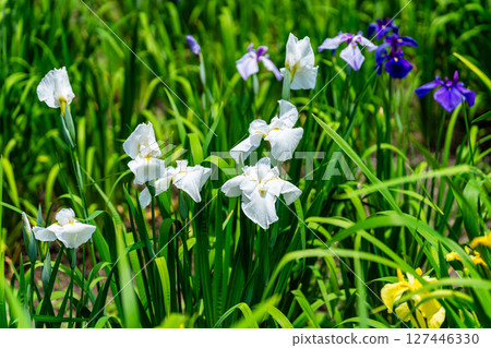 Iris 12 at the closed Heikedani Iris Garden, Fukuyama City, Hiroshima Prefecture 127446330