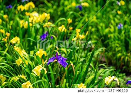 廣島縣福山市已關閉的平池谷菖蒲園的菖蒲 8 號 127446333