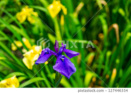 廣島縣福山市已關閉的平池谷菖蒲園的菖蒲 7 號 廣島縣福山市已關閉的平池谷菖蒲園的菖蒲 7 號 127446334