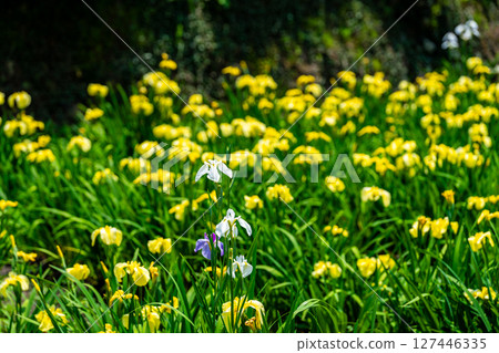 Iris 6 at the closed Heikedani Iris Garden, Fukuyama City, Hiroshima Prefecture 127446335