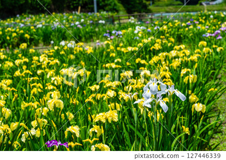 Iris at the closed Heikedani Iris Garden 2, Fukuyama City, Hiroshima Prefecture 127446339
