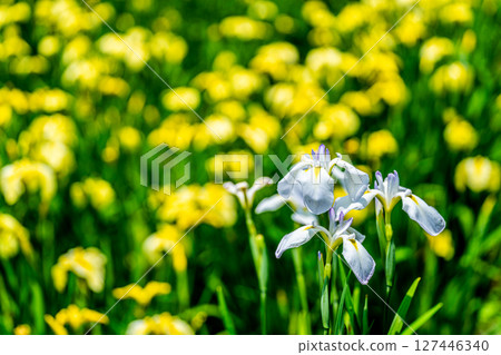 Iris at the closed Heikedani Iris Garden 1, Fukuyama City, Hiroshima Prefecture 127446340