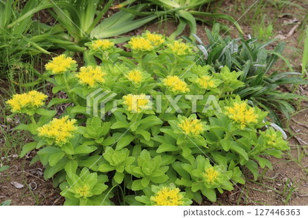 春天，公園裡盛開著厚厚的鋸齒狀葉片和黃色小花的麒麟草。 127446363