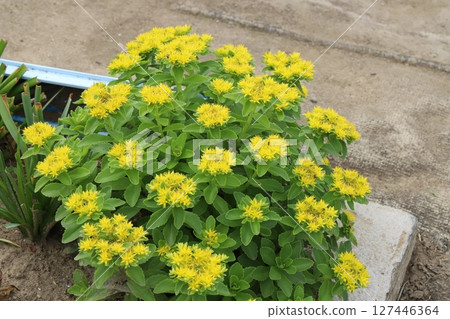 春天，公園裡盛開著厚厚的鋸齒狀葉片和黃色小花的麒麟草。 127446364