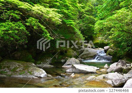 Yakushima Shiratani Unsuikyo 127446466