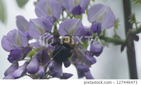 一隻木蜂正在從紫藤中吸取花蜜 一隻木蜂正在從紫藤中吸取花蜜 127446471