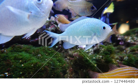 Aquarium Aquarium 127446480