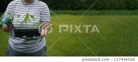 A close-up of an unrecognizable woman holding a box with seedlings of cynias. Banner, copy space. 127446588