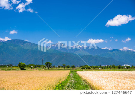 Wheat fields and mountain scenery in early summer, Matsumoto City Wheat fields and mountain scenery in early summer, Matsumoto City 127446647