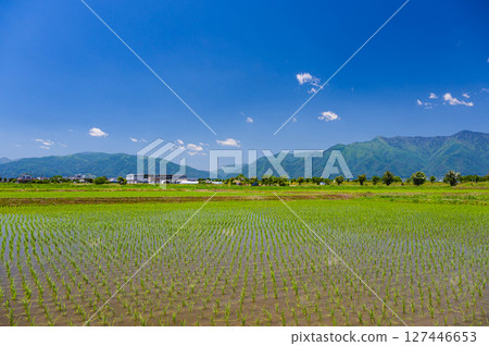 乘鞍地區插秧後的初夏自然風景 127446653