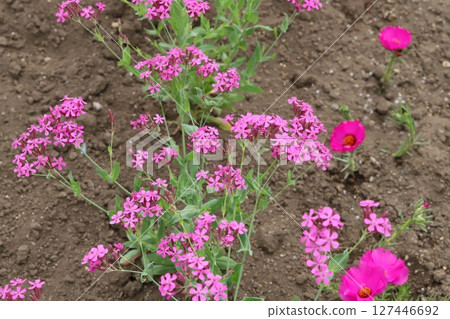 春天花園裡盛開的粉紅色石竹花和馬齒莧花 127446692