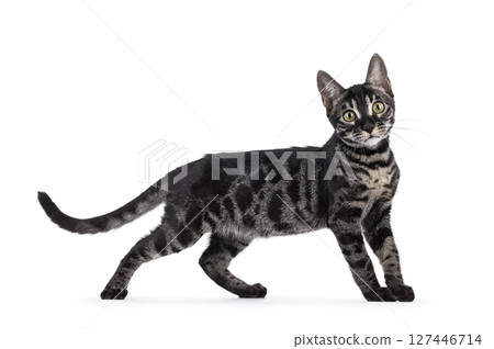 Charcoal Bengal cat on white background 127446714