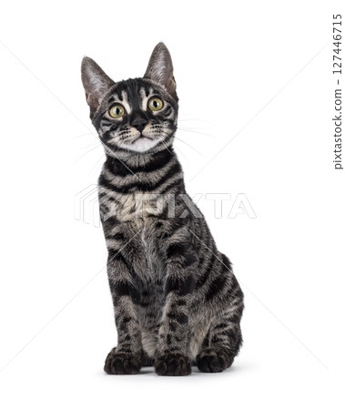 Charcoal Bengal cat on white background Charcoal Bengal cat on white background 127446715