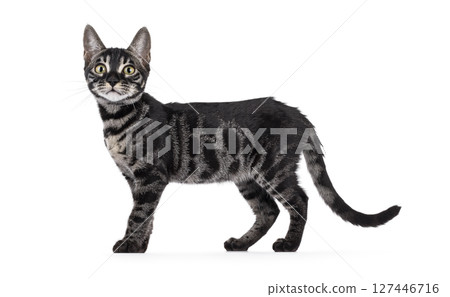 Charcoal Bengal cat on white background 127446716
