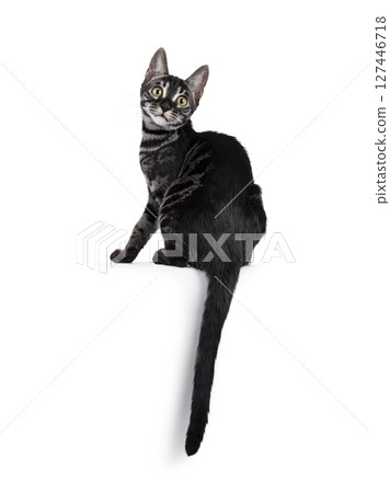 Charcoal Bengal cat on white background Charcoal Bengal cat on white background 127446718