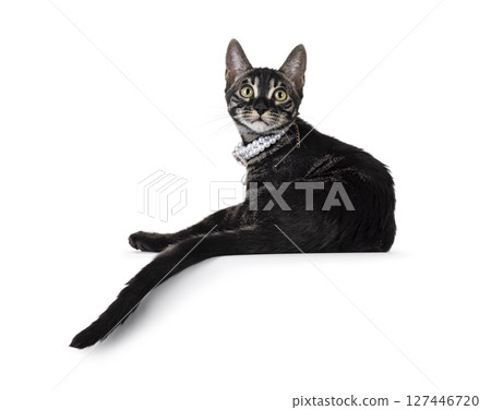Charcoal Bengal cat on white background 127446720