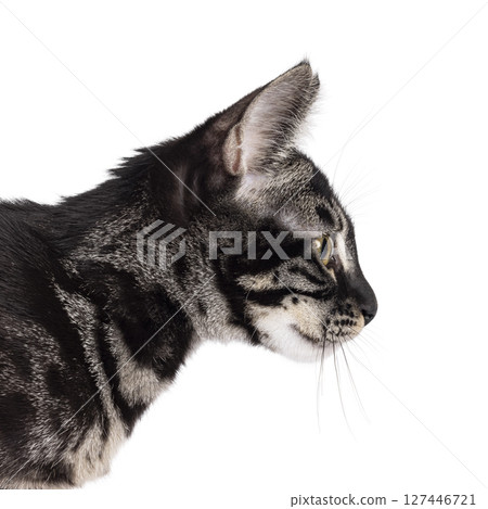 Charcoal Bengal cat on white background 127446721