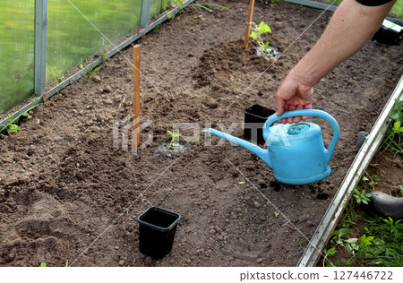 An elderly farmer waters planted watermelon sprouts in a greenhouse from a small watering can An elderly farmer waters planted watermelon sprouts in a greenhouse from a small watering can 127446722