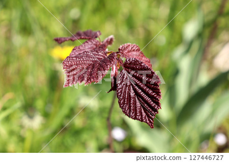 Burgundy leaves of a young hazelnut shoot on a sunny spring day in the garden 127446727