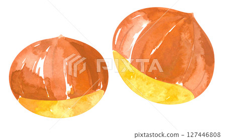 Watercolor illustration of chestnuts (autumn flavors, seasonal materials) 127446808