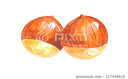 栗子的水彩插圖（秋天的味道、當季的材質） 127446810