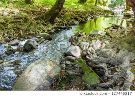 shallow creek in summer. green foliage in forest. stones in the water. outdoor adventure on a sunny day 127446817