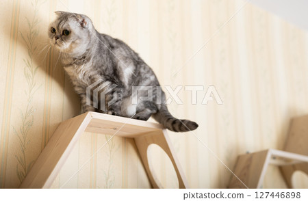 Cute gray tabby scottish fold cat playing on special wooden wall shelf with hanging red beads 127446898