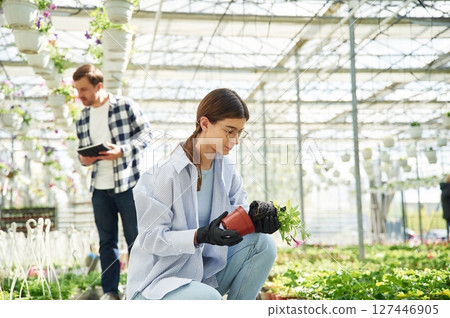 Taking out the plant from the pot. Florist man and woman are working together in bright greenhouse 127446905