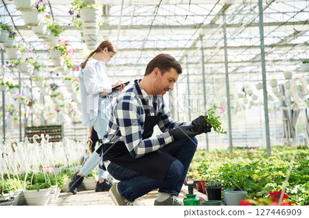 Taking out the plant from the pot. Florist man and woman are working together in bright greenhouse Taking out the plant from the pot. Florist man and woman are working together in bright greenhouse 127446909