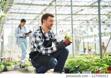 Guy is sitting and holding plant in pot. Florist man and woman are working together in bright greenhouse 127446911