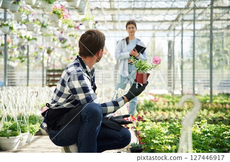 Guy is sitting with pot. Florist man and woman are working together in bright greenhouse Guy is sitting with pot. Florist man and woman are working together in bright greenhouse 127446917