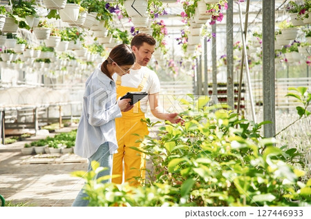 Orange colored uniform. Florist man and woman are working together in bright greenhouse Orange colored uniform. Florist man and woman are working together in bright greenhouse 127446933