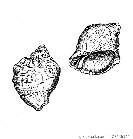 Two seashells in a black and white sketch style. Each shell has unique ridges and textures, in fine detail, ideal for coastal or nautical themes. Hand drawn vector illustration isolated on white Two seashells in a black and white sketch style. Each shell has unique ridges and textures, in fine detail, ideal for coastal or nautical themes. Hand drawn vector illustration isolated on white 127446945