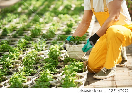 Close up view. Florist man working in garden center. Successful employee is in a bright greenhouse Close up view. Florist man working in garden center. Successful employee is in a bright greenhouse 127447072