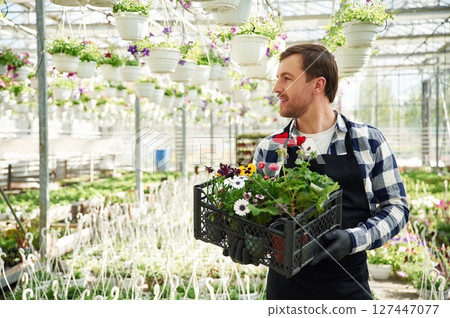 Collecting order. In plastic box. Florist man working in garden center. Successful employee is in a bright greenhouse 127447077