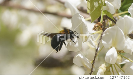 A carpenter bee sucking nectar from a white wisteria 127447162