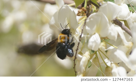 A carpenter bee sucking nectar from a white wisteria A carpenter bee sucking nectar from a white wisteria 127447163