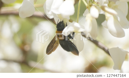 A carpenter bee sucking nectar from a white wisteria A carpenter bee sucking nectar from a white wisteria 127447164