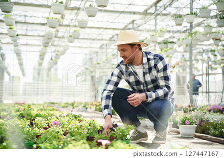 In straw hat. Florist man working in garden center. Successful employee is in a bright greenhouse In straw hat. Florist man working in garden center. Successful employee is in a bright greenhouse 127447167