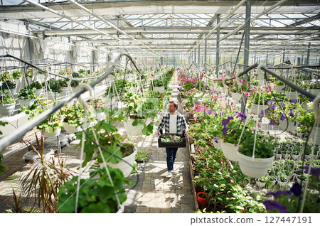 Many of the flowers. Man is working in garden center. Successful employee is in a bright greenhouse 127447191