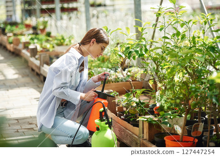 Sprays plants with water. Beautiful florist woman working in garden center. Employee is in a bright greenhouse 127447254