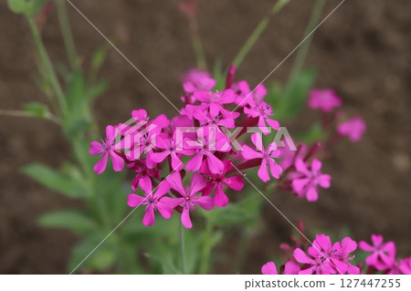 春天花園裡盛開的粉紅色鬱金香花 127447255