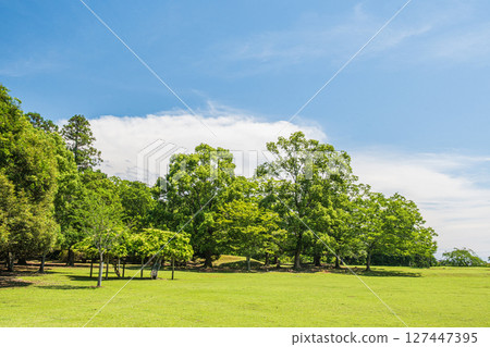 Fresh greenery at Tobihino Garden in Nara Park 127447395