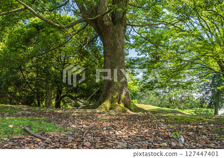 Large tree in Nara Park, Tobihino Garden 127447401