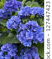 Blue hydrangea 127447423